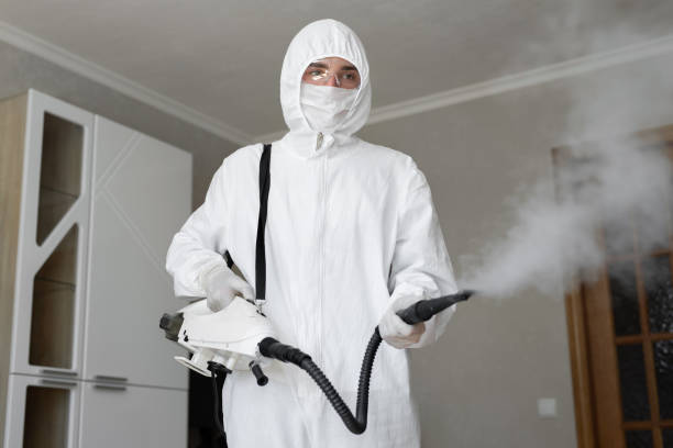 Best Basement Mold Removal  in Glenwood, GA